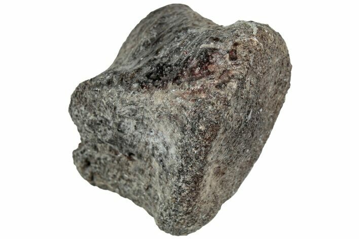 Juvenile Hadrosaur (Maiasaura) Phalanx Bone - Montana #231619